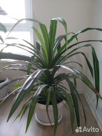 Пальма панданус