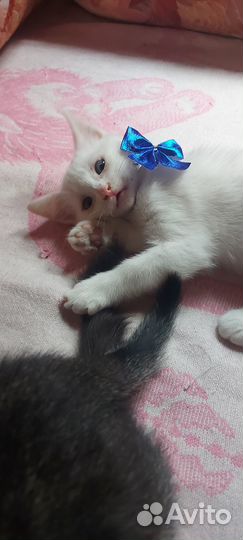 Котята в добрые руки бесплатно