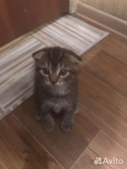 Вислоухие котята в добрые руки