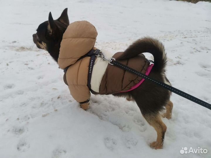 Вязка кабель чихуахуа