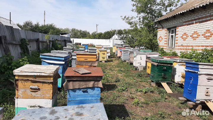 Пчелы и улья