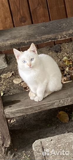 Белый котик