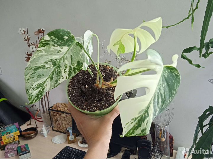 Монстера альба