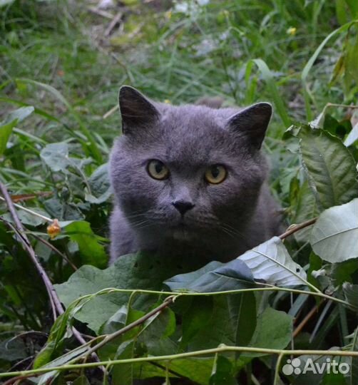 Кот нуждается в доме