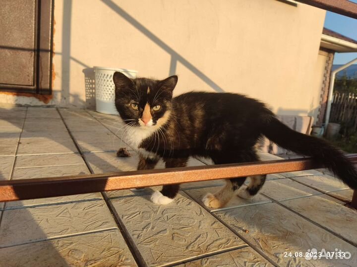 Кошка в добрые руки