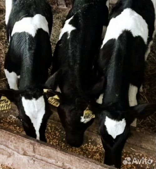 Быки2месяца