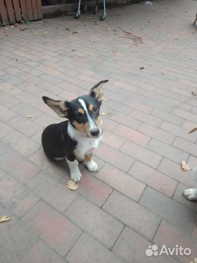 Мальчики щенки