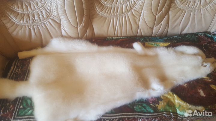 Писец шкура