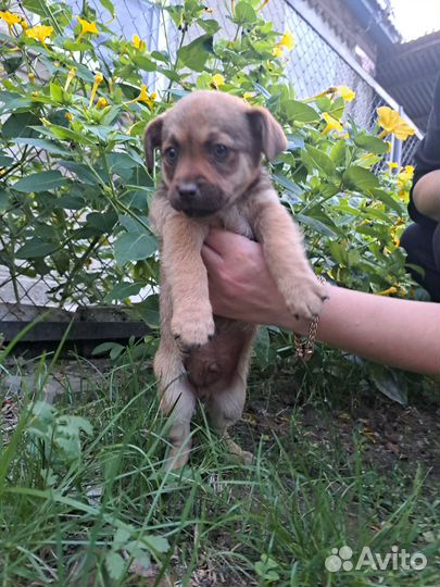 Собака в добрые руки щенок