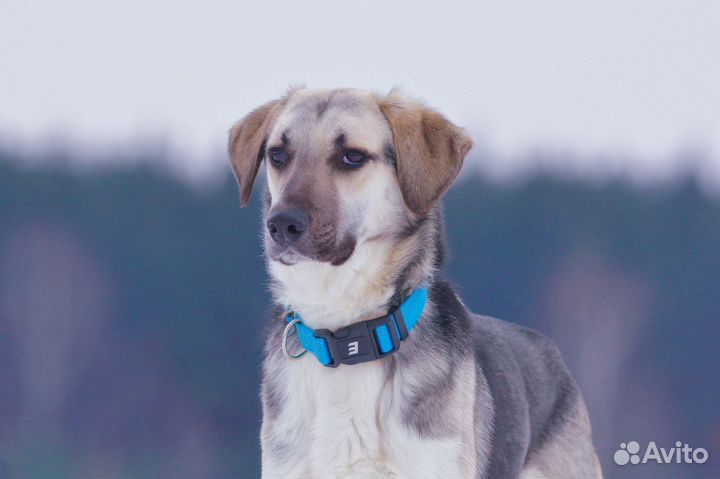 В добрые руки