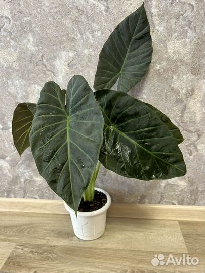 Алоказия регал шилдс