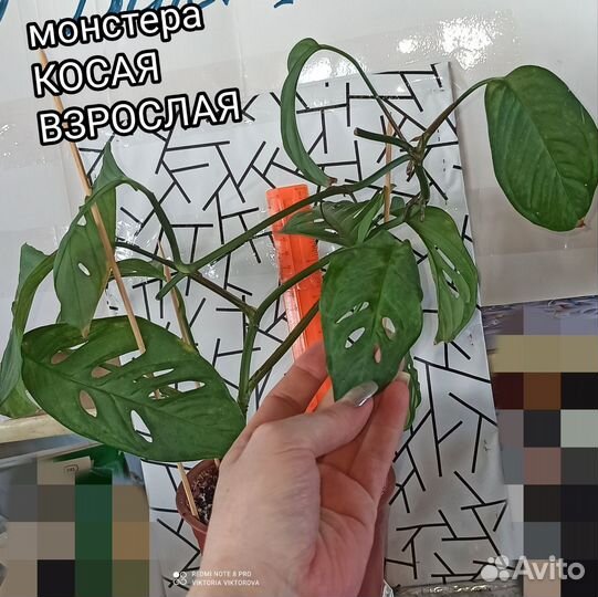 Монстера косая