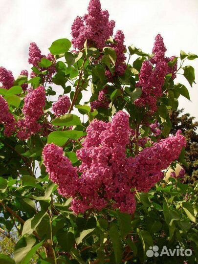 Сирень Красная Москва, саженцы от 55см