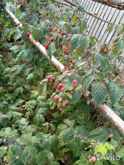 Саженцы сортовой малины