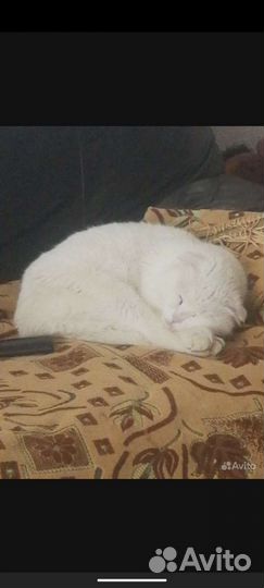 Котята от британской вислоухой