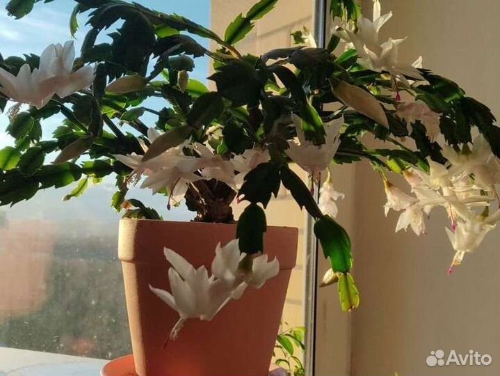 Декабрист шлюмбергера