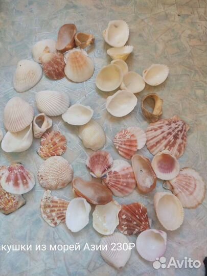 Ракушки 3 шт
