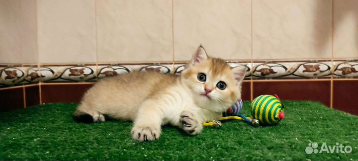 Золотая зеленоглазая шиншилла девочка