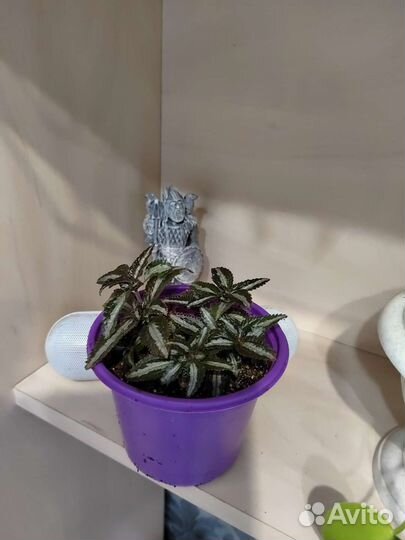 Излишки растений