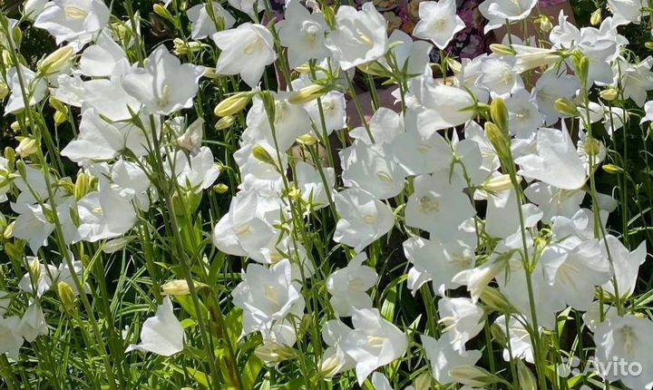 Многолетние цветы