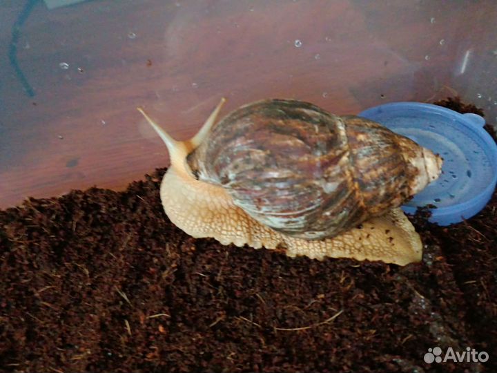 Улитка ахатина