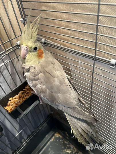 Попугай корелла птенец