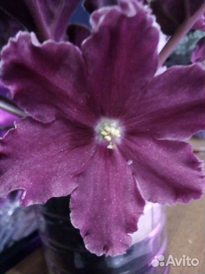 Сортовые фиалки цветущие