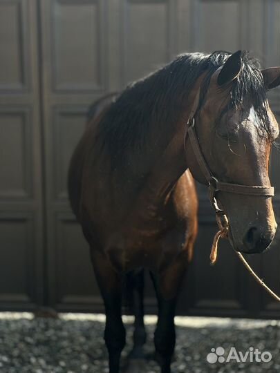 Жеребец Иноход