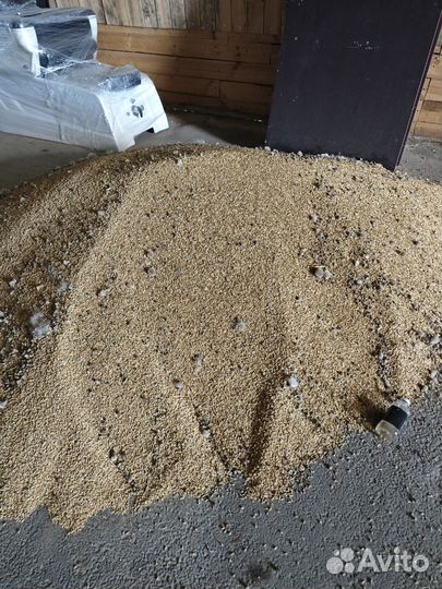 Пшеница, кукуруза, ячмень