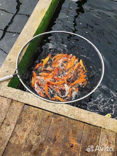 Карпы Кои с Koiferma