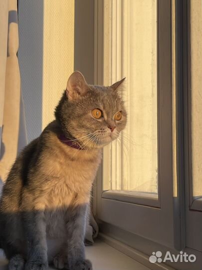 Шотландская кошка