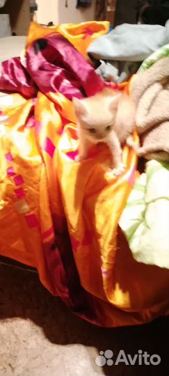 Котик мальчик