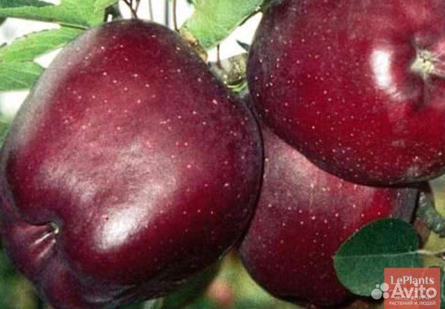 Саженцы плодовых деревьев