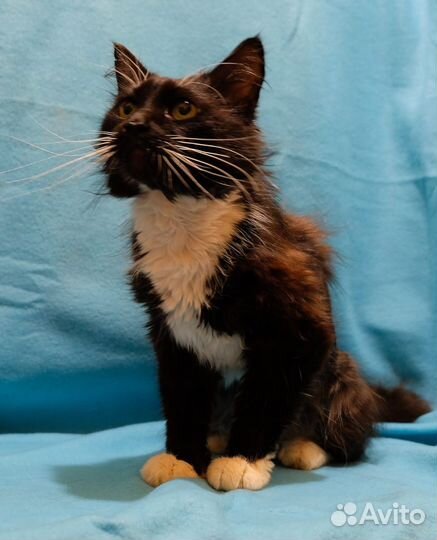 Маркизу нужна семья