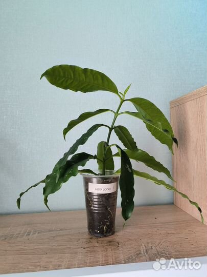 Хойи укорененные