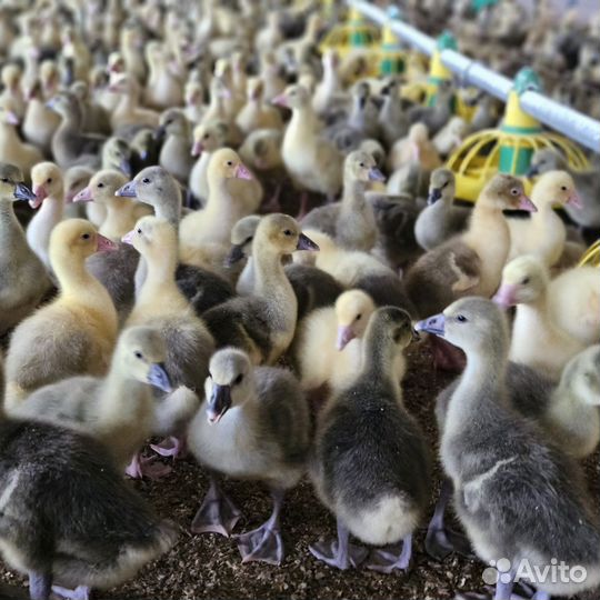 Муларды, утки, гуси, бройлера