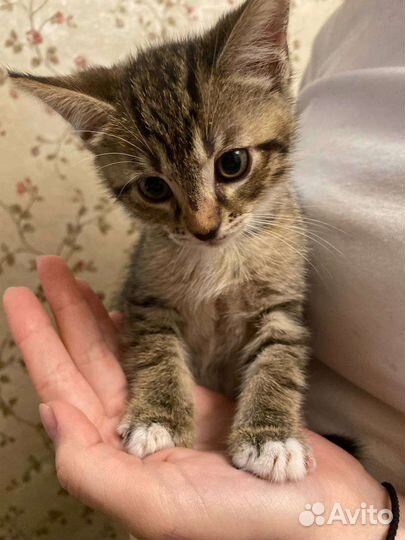 Котята в добрые руки бесплатно