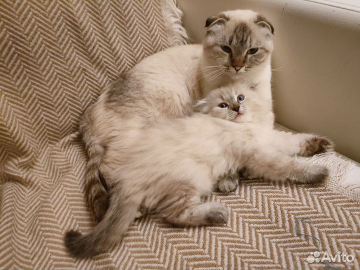 Шотландские котята
