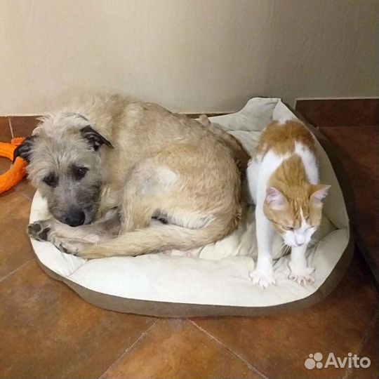 Собака в добрые руки