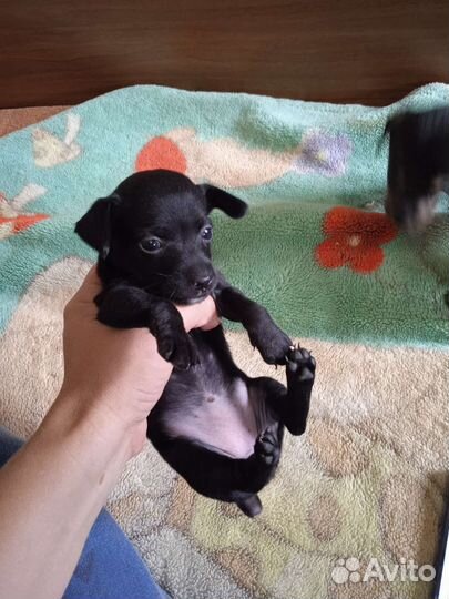 Той-терьер щенки