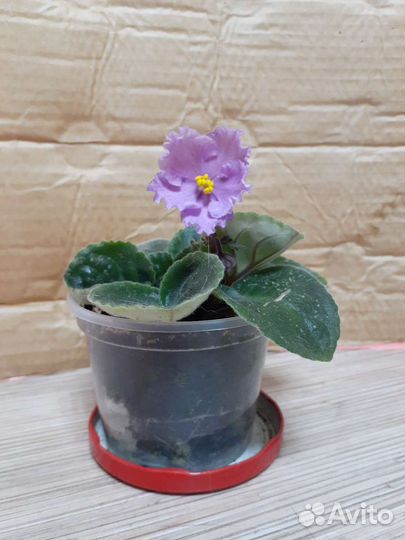 Сортовые фиалки