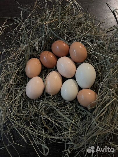 Яйца домашние куриные