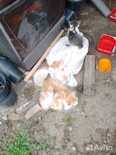 Котята в добрые руки мальчики и девочки