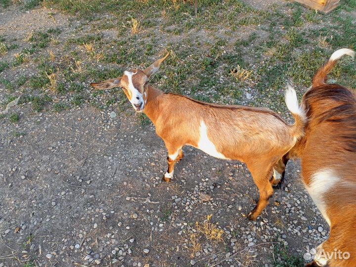 Коза нубийская