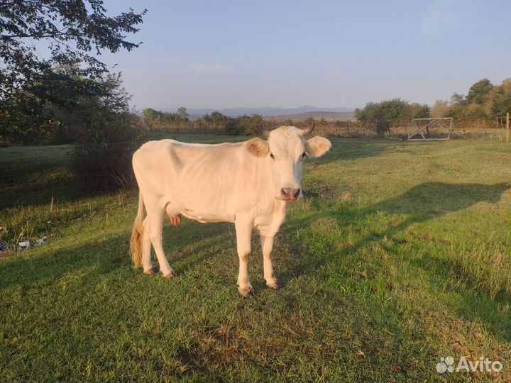 Коровы, бычок, телята