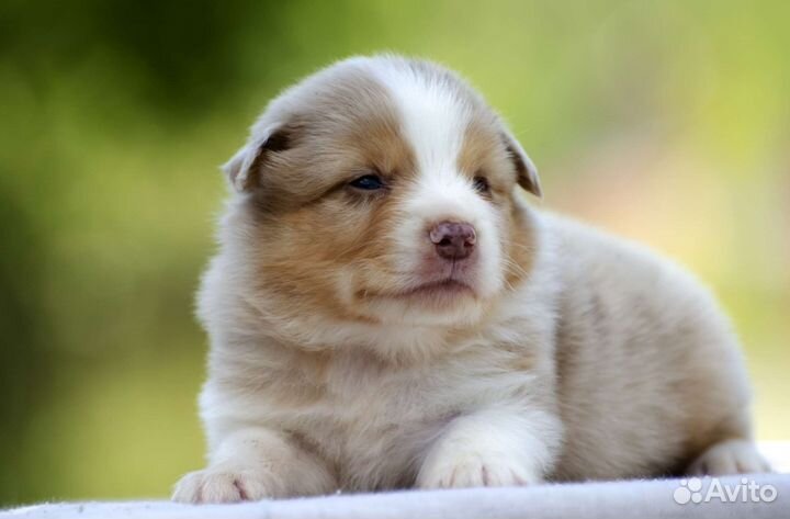 Щенки миниатюрной американской овчарки