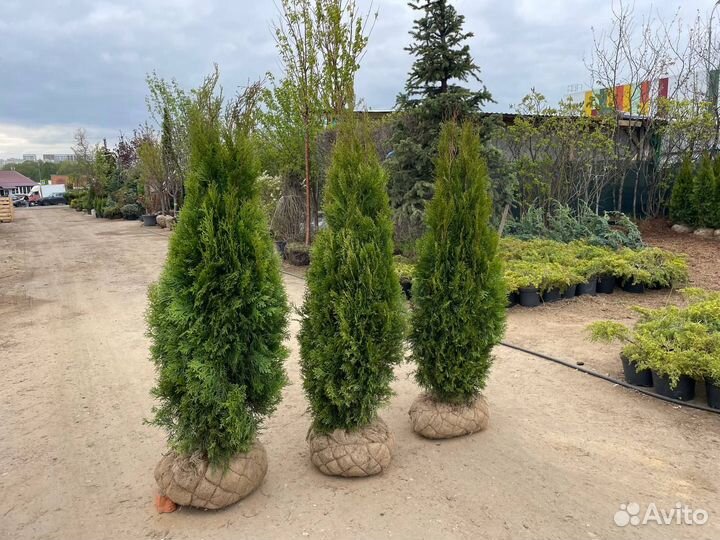 Туя смарагд 140 см