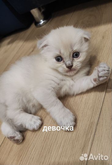 Шотландские котята