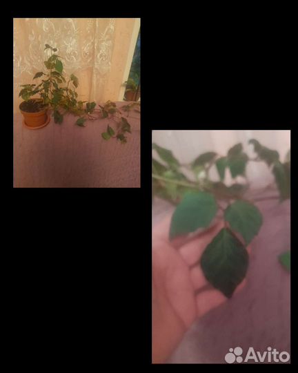 Комнатные растения