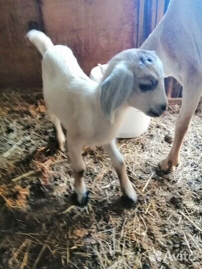Коза с козочкой